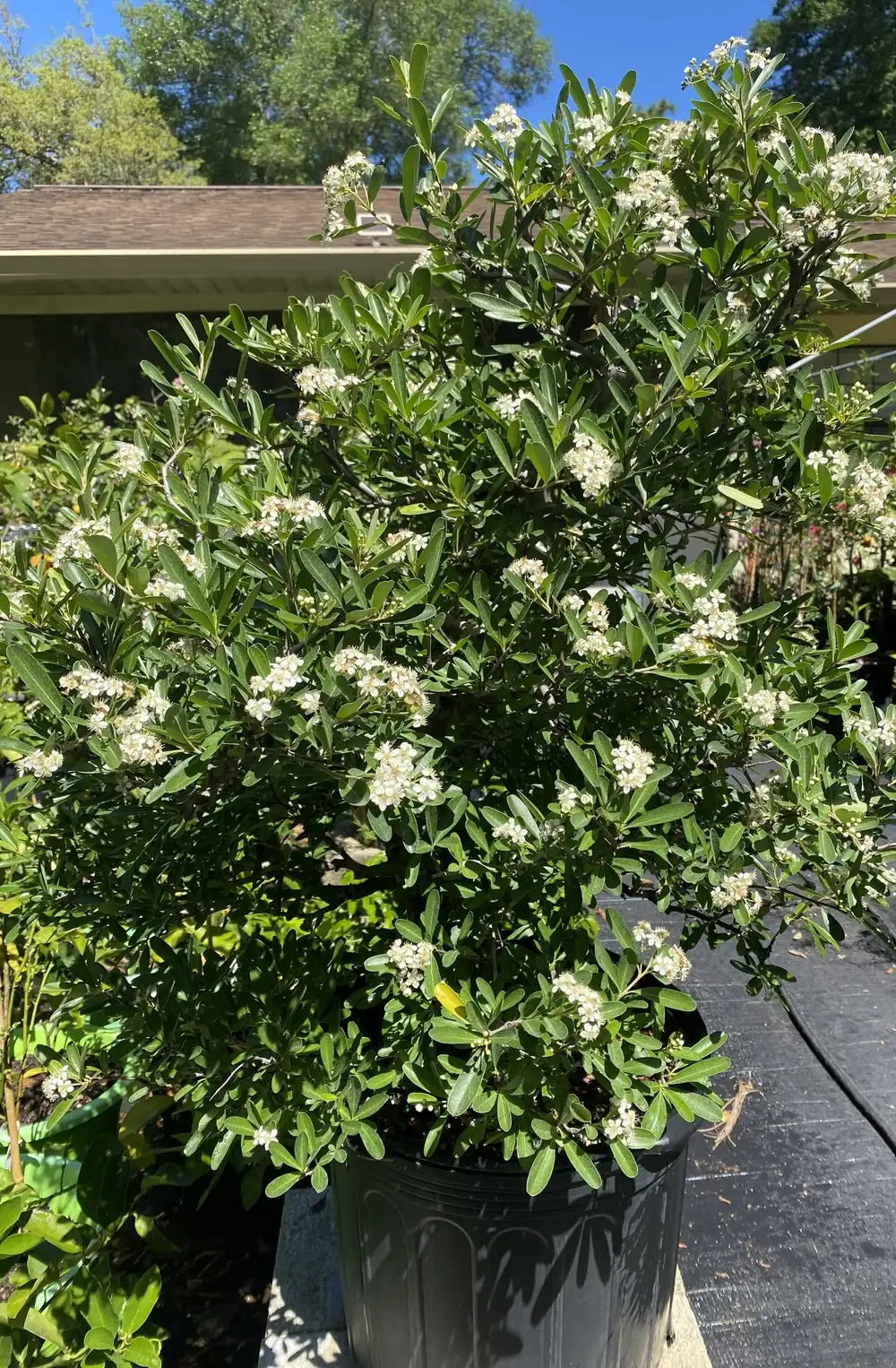 A plant that is starting to bloom with it’s flowers.