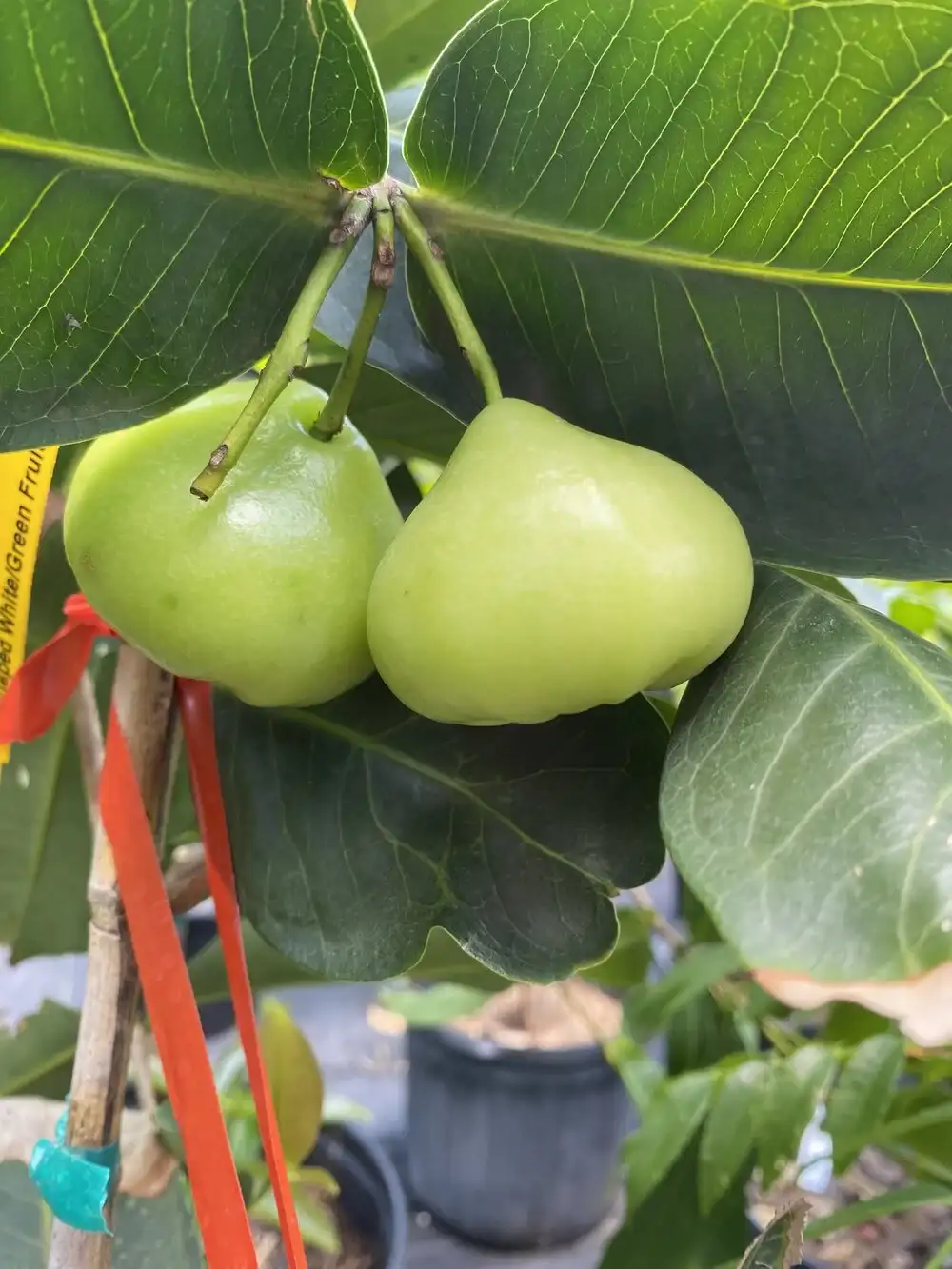 A zoomed in image of a fruit on it’s branch and it’s soft and greeny.