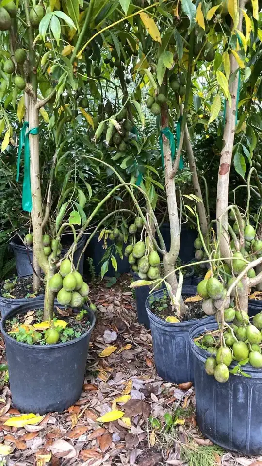 A zoomed in capture of a plant with it’s many fruit.