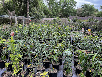 A different kinds of mango plants and organized.