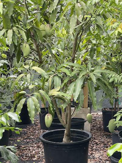 A mango plant with it’s fruits on it.