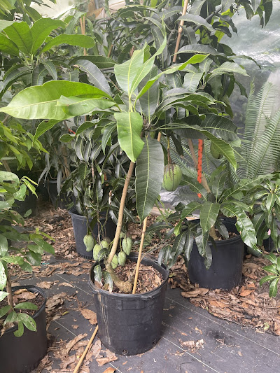 A mango plant in a pot and it is ready to be planted or transferred.