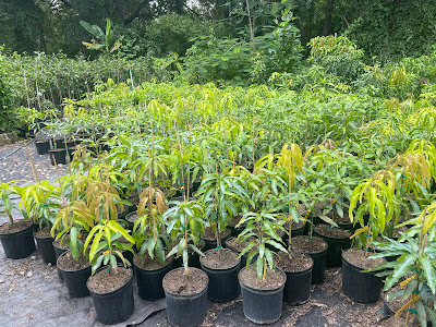 A various of plants displayed in a pot.