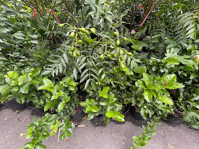 A vibrant row of various plants flourishing in a well-maintained garden setting.