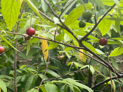 A tree laden with ripe fruit, showcasing vibrant colors against a clear sky, symbolizing abundance and nature’s bounty.