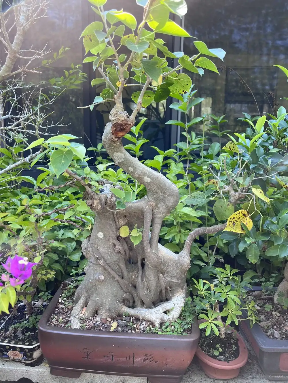 A tall and not so greeny bonsai