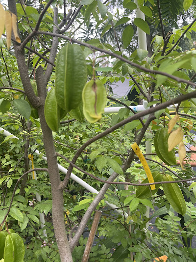 A zoomed image of  star fruit tree.