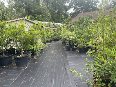 A path that is full of various plants to see.