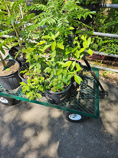 Calamansi/ Lemon Plant