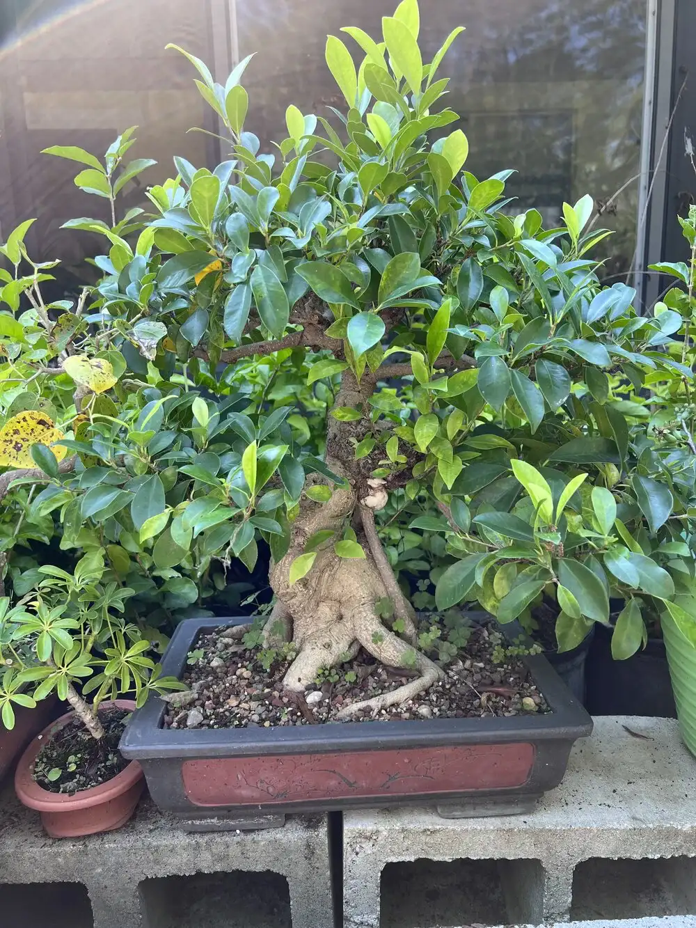 A healthy and young bonsai