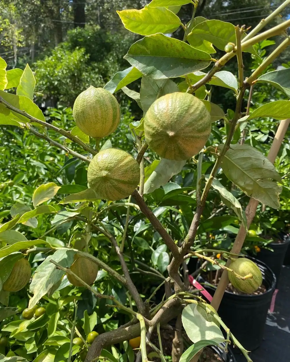 More ripe fruits in it’s own plant