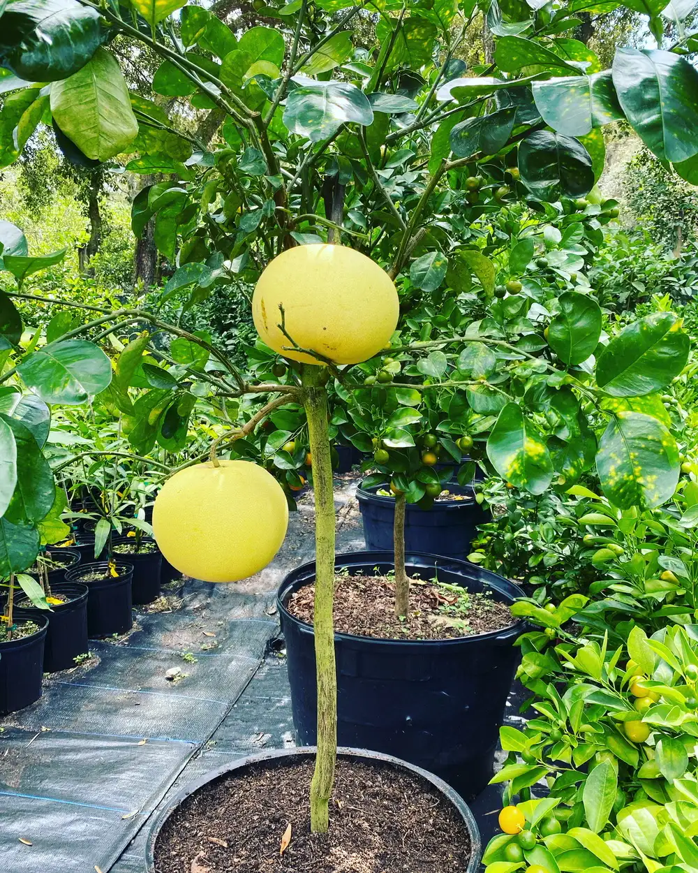 A two yellow big fruits captures with it’s own branch.