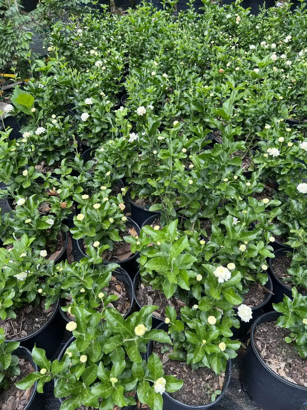 Different kinds flowery white plants.