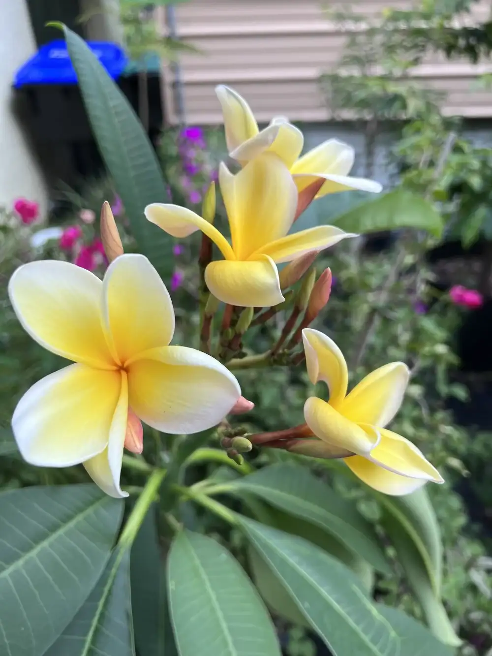 A blooming yellow flowers in it’s stem.