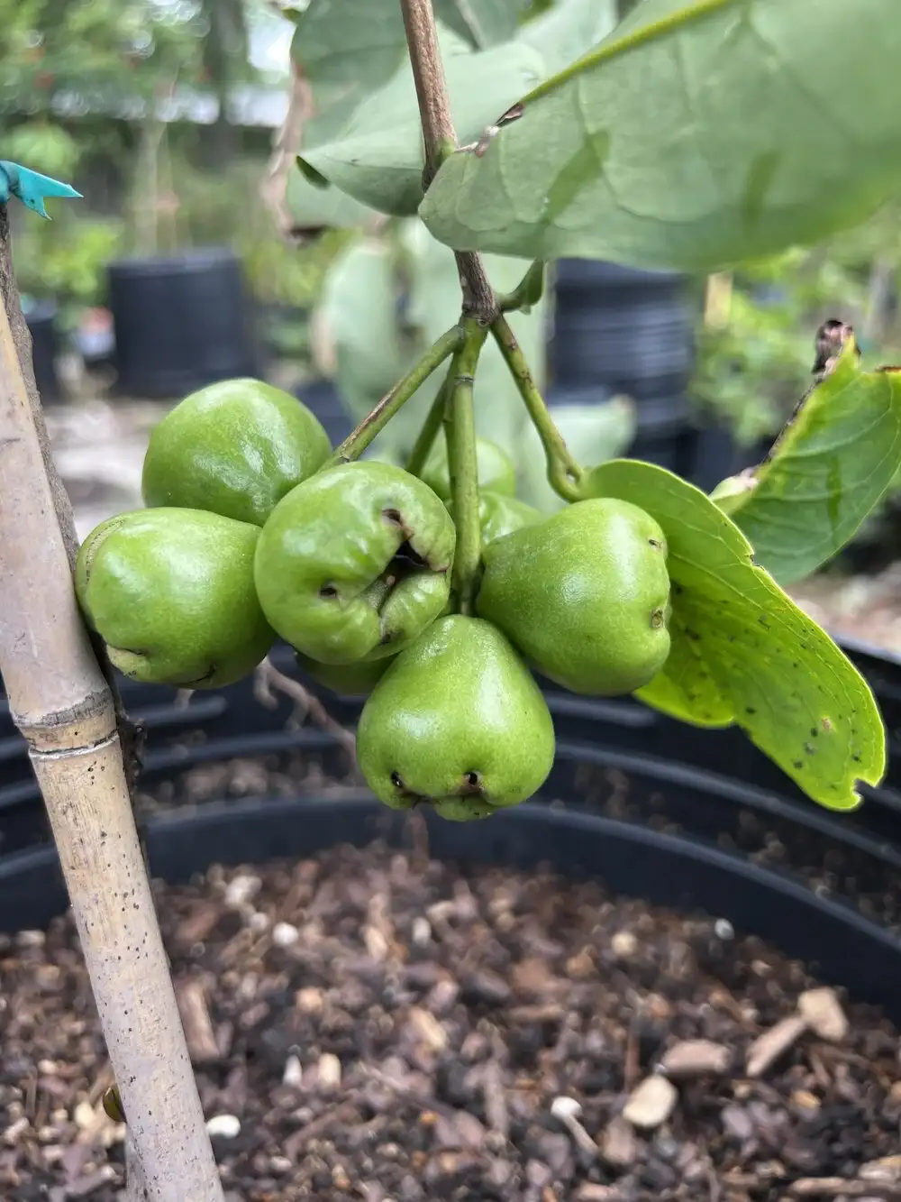 A zoomed image of a green fruit