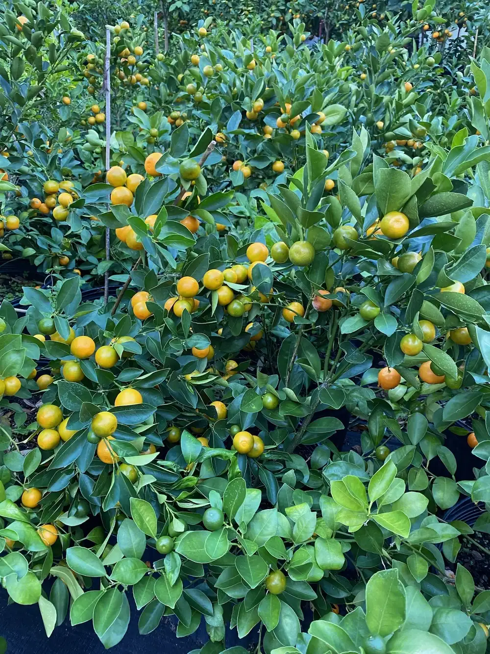 A calamansi / lemon plant and it’s full of ripe fruits on it.