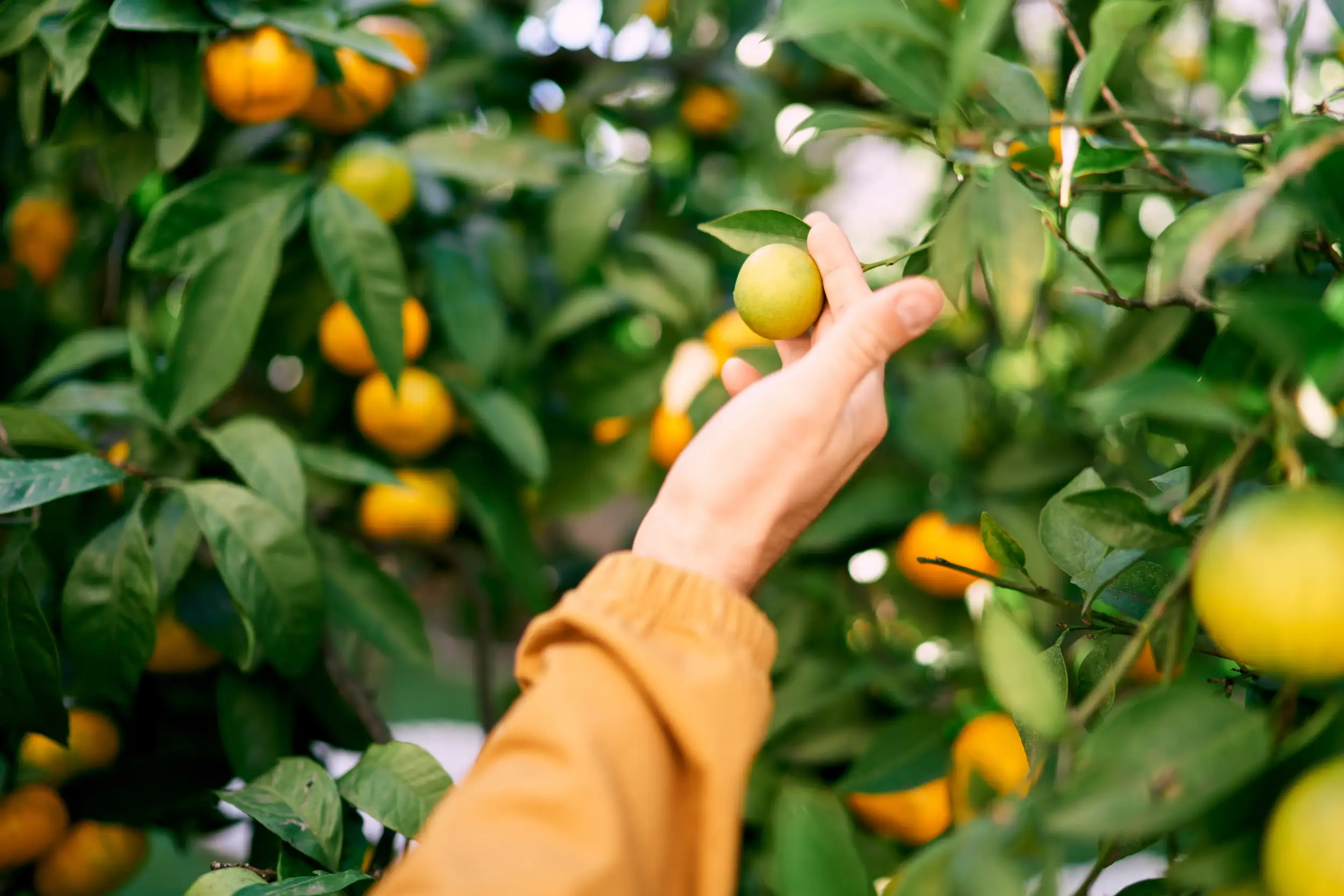 A hand caressing a fruit that is hanging on its tree.