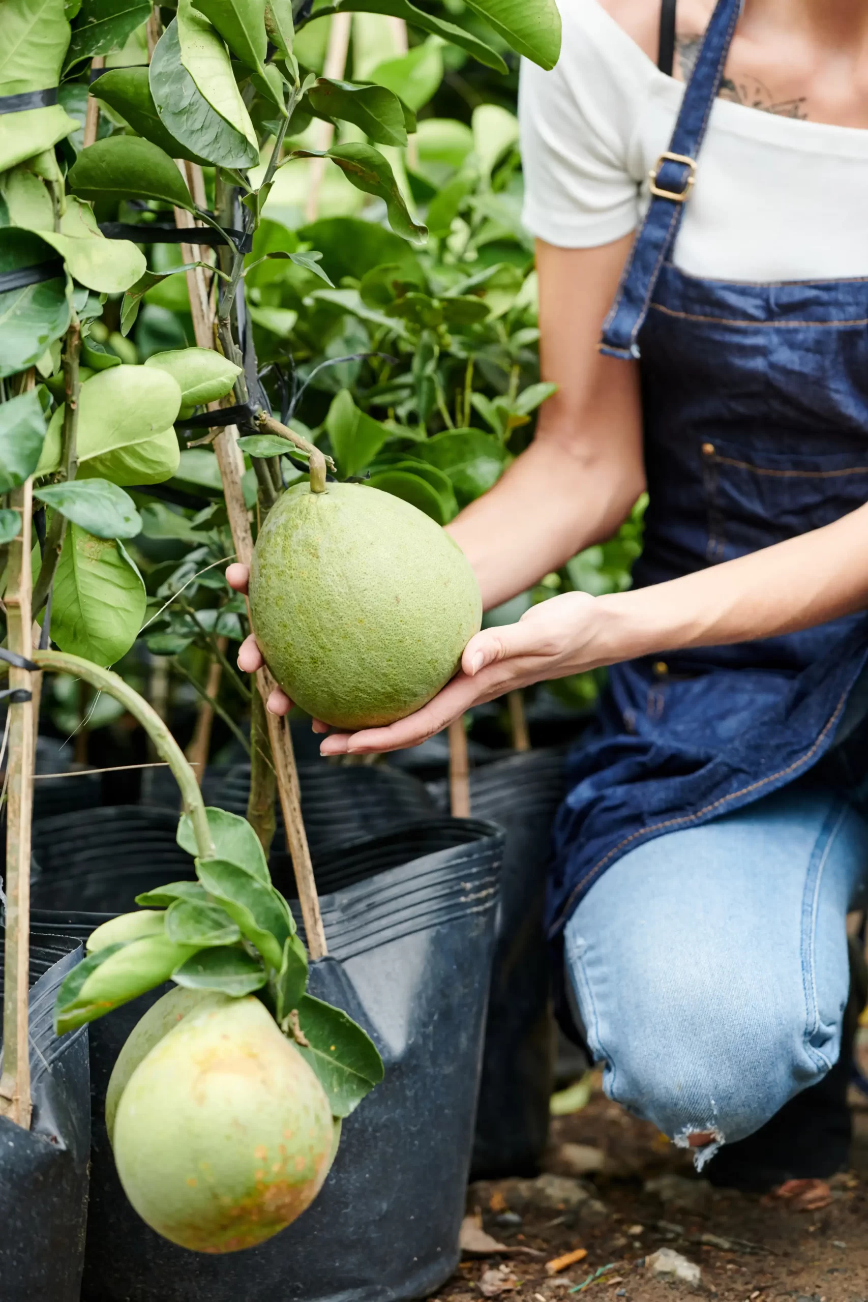 A woman showing a big fruit that she planted.